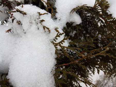 450x338  176 KB. Big one: 4160x3120  3643 KB