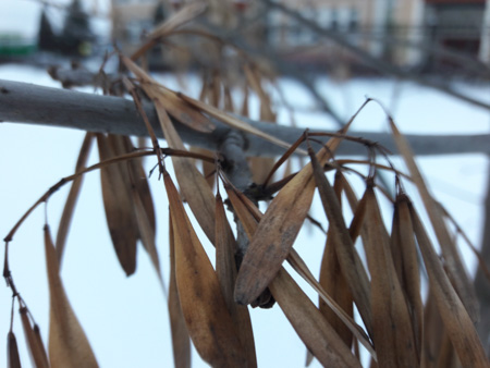 450x338  57 KB. Big one: 4128x3096  1175 KB