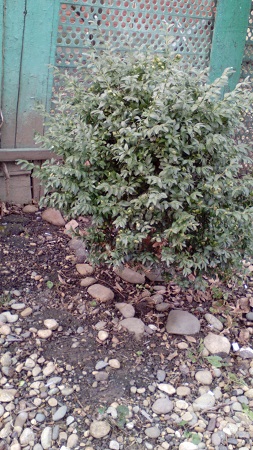 253x450  132 KB. Big one: 1728x3072  1664 KB