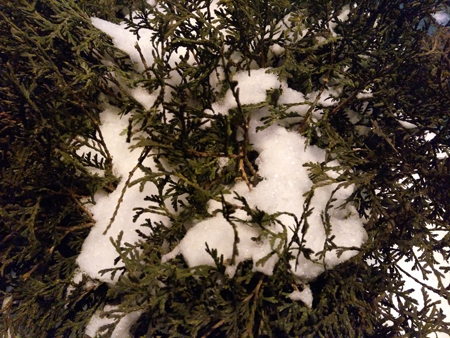 450x338  211 KB. Big one: 4160x3120  5465 KB