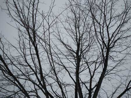 450x338  49 KB. Big one: 4160x3120  3574 KB