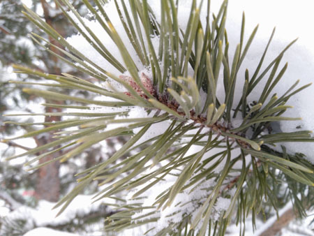 450x338  54 KB. Big one: 4160x3120  1818 KB