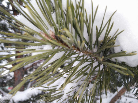 450x338  53 KB. Big one: 4160x3120  2158 KB