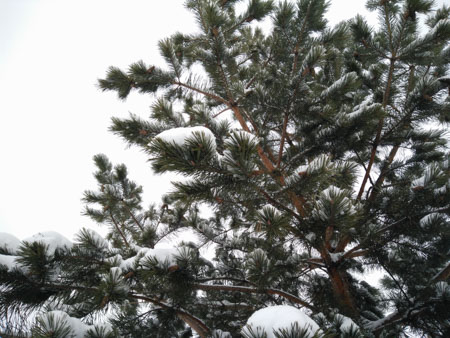 450x338  59 KB. Big one: 4160x3120  3490 KB