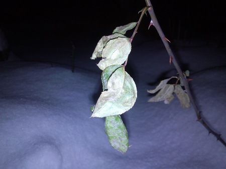 450x337  32 KB. Big one: 4608x3456  4377 KB