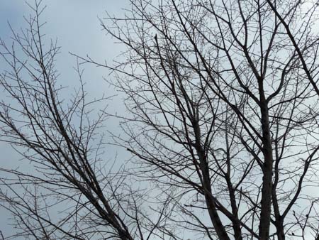 450x338  56 KB. Big one: 4128x3096  3443 KB