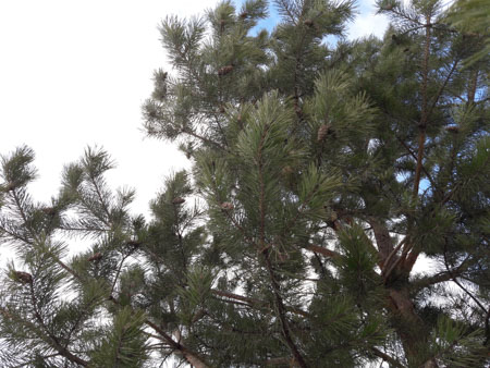 450x338  58 KB. Big one: 4128x3096  4017 KB