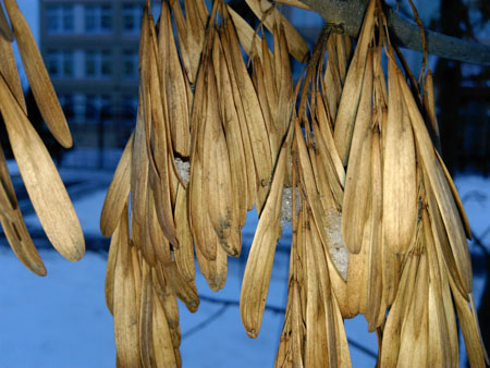 450x338  51 KB. Big one: 4160x3120  2283 KB