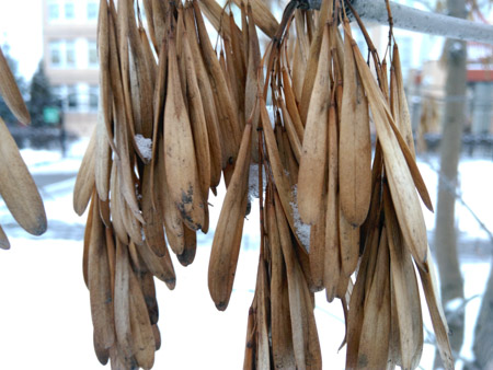 450x338  57 KB. Big one: 4160x3120  1627 KB