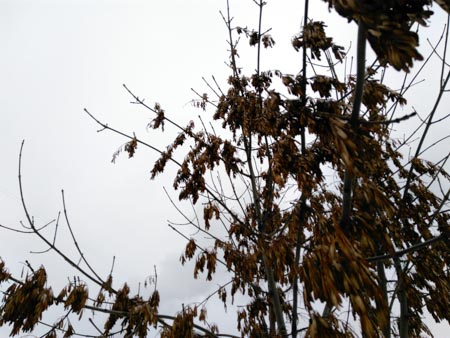 450x338  48 KB. Big one: 4160x3120  1872 KB