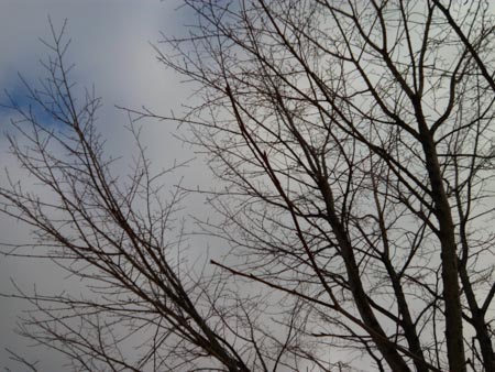 450x338  52 KB. Big one: 4928x3696  2858 KB