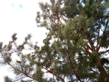 450x338  53 KB. Big one: 4928x3696  3261 KB