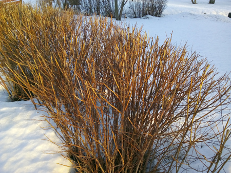 450x338  261 KB. Big one: 3264x2448  4404 KB