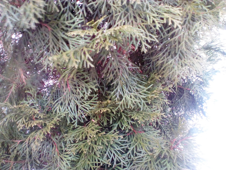 450x338  220 KB. Big one: 3264x2448  3533 KB