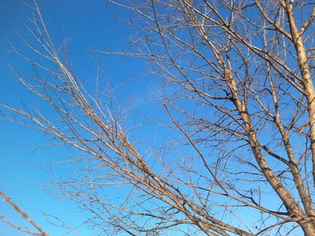 450x338  57 KB. Big one: 2560x1920  1901 KB