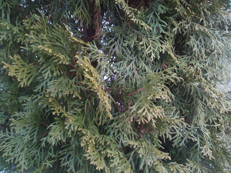 450x338  230 KB. Big one: 4160x3120  5156 KB