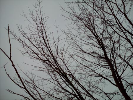 450x338  55 KB. Big one: 4160x3120  2548 KB