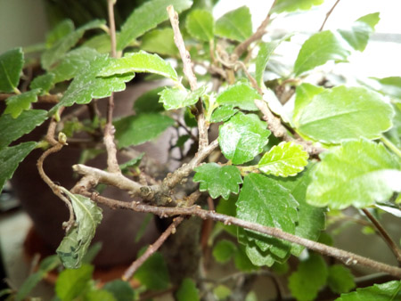 450x338  59 KB. Big one: 4160x3120  1735 KB