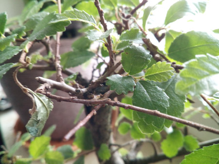 450x338  55 KB. Big one: 4160x3120  1891 KB