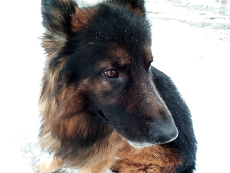 450x338  47 KB. Big one: 1600x1200  260 KB