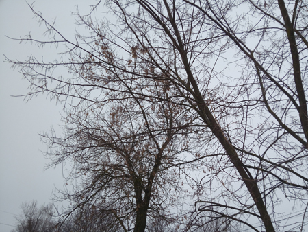 450x338  216 KB. Big one: 4160x3120  6380 KB