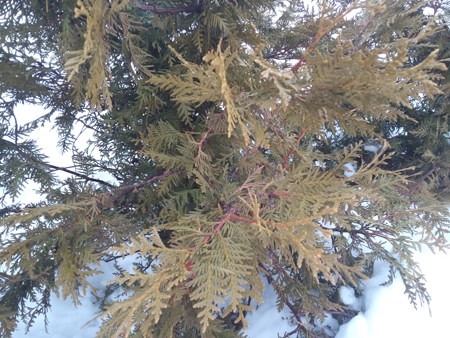 450x338  246 KB. Big one: 4160x3120  5542 KB