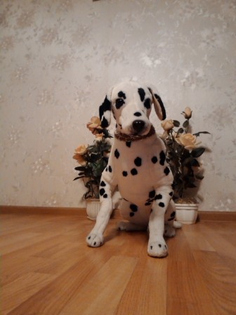 336x448  44 KB. Big one: 1920x2560  637 KB