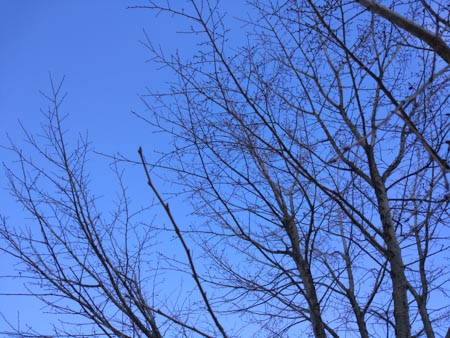 450x338  57 KB. Big one: 4608x3456  3873 KB