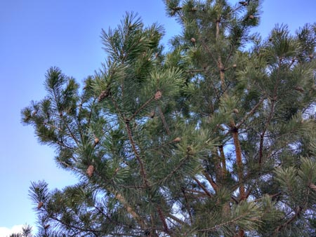 450x338  51 KB. Big one: 4608x3456  4946 KB