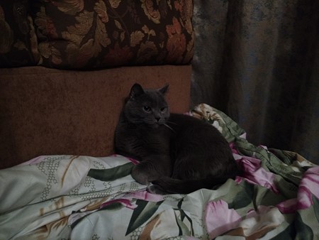 450x338  61 KB. Big one: 5344x4008  5979 KB