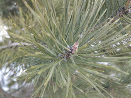 450x338  56 KB. Big one: 4160x3120  1546 KB