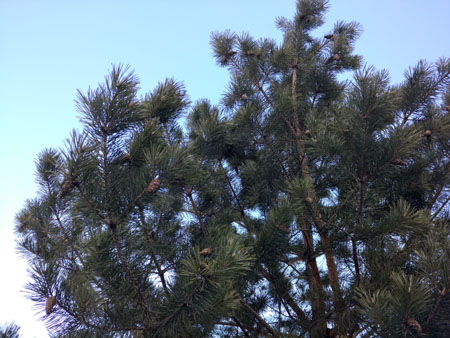 450x338  57 KB. Big one: 4160x3120  3806 KB