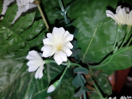 448x336  64 KB. Big one: 4032x3024  4432 KB