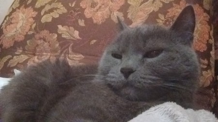 450x253  278 KB. Big one: 2560x1440  1348 KB