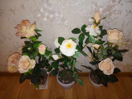 448x336  63 KB. Big one: 4160x3120  3757 KB