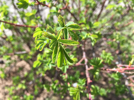 450x338  52 KB. Big one: 4032x3024  2935 KB