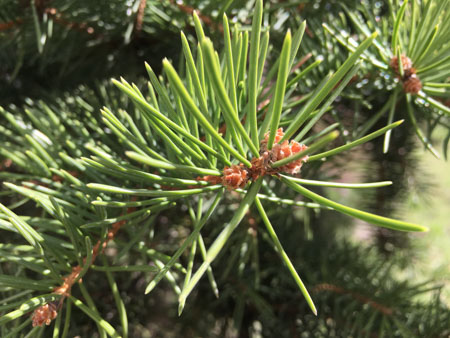 450x338  57 KB. Big one: 4032x3024  3617 KB