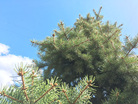 450x338  57 KB. Big one: 4032x3024  5174 KB