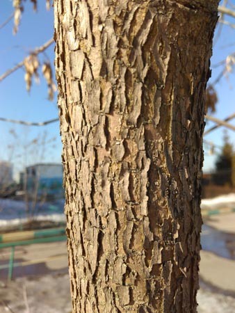 338x450  48 KB. Big one: 2448x3264  1705 KB