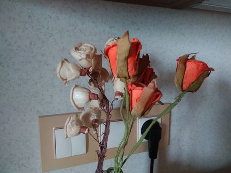 450x338  38 KB. Big one: 4608x3456  5165 KB