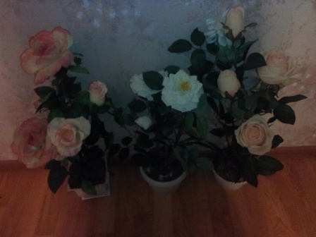 448x336  48 KB. Big one: 2560x1920  1173 KB