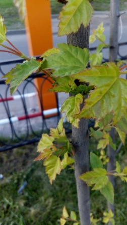 252x448  55 KB. Big one: 2736x4864  3784 KB