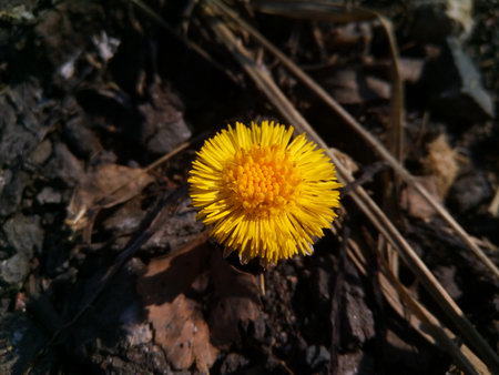 450x338  49 KB. Big one: 4160x3120  2970 KB