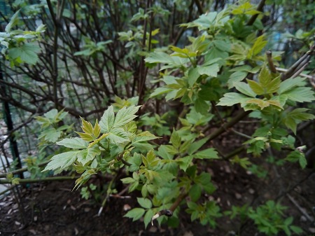 450x337  66 KB. Big one: 4160x3120  2202 KB