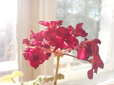 450x337  41 KB. Big one: 4160x3120  1904 KB