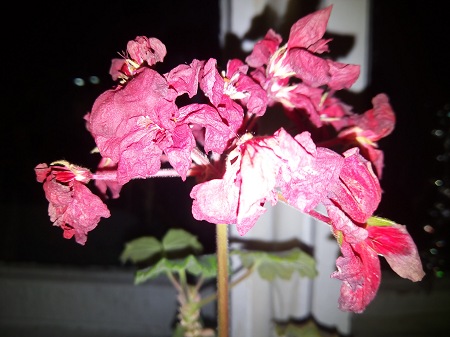 450x337  52 KB. Big one: 4160x3120  2451 KB