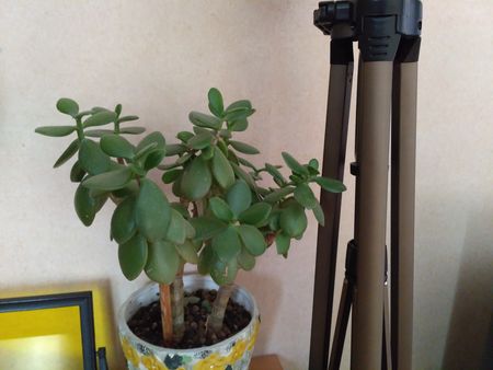 450x338  37 KB. Big one: 4160x3120  882 KB