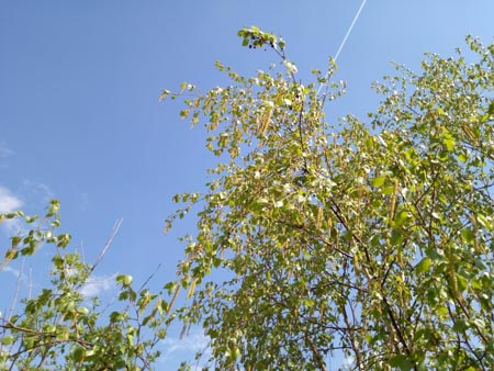 450x338  54 KB. Big one: 4160x3120  3597 KB