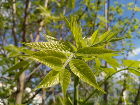 450x338  50 KB. Big one: 4160x3120  1941 KB