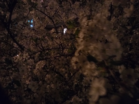 450x338  55 KB. Big one: 4160x3120  1198 KB